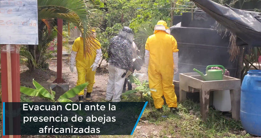 Evacuan CDI "Los Chavalitos" de Estelí, ante la presencia de abejas africanizadas