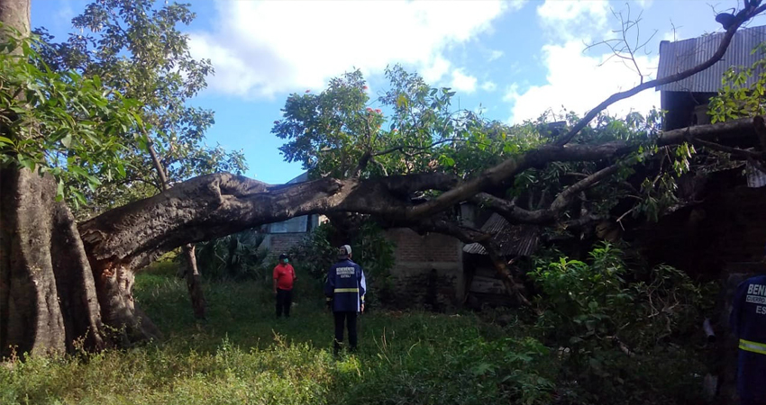 El árbol tenía entre 60 y 70 años de existencia. Foto: Juan Fco. Dávila/Radio ABC Stereo