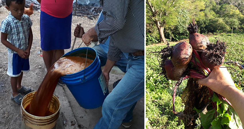 La producción ecológica es una buena alternativa. Foto: Cortesía/Radio ABC Stereo