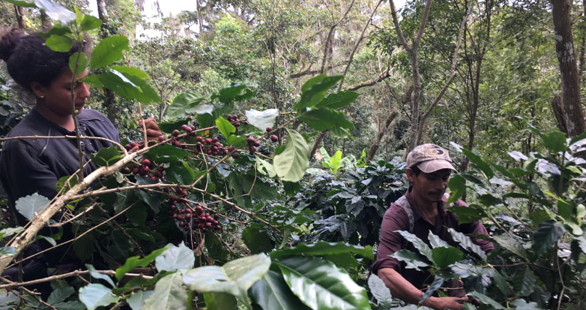 El precio del café en el mercado internacional alcanzó los 230 dólares, sin embargo, los caficultores no tendrán mejores márgenes de ganancias, debido a las alzas exorbitantes en los insumos para la producción.