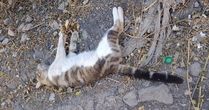 Gatitos envenenados en el barrio Juana Elena Mendoza, Estelí. Foto: Cortesía/Radio ABC Stereo