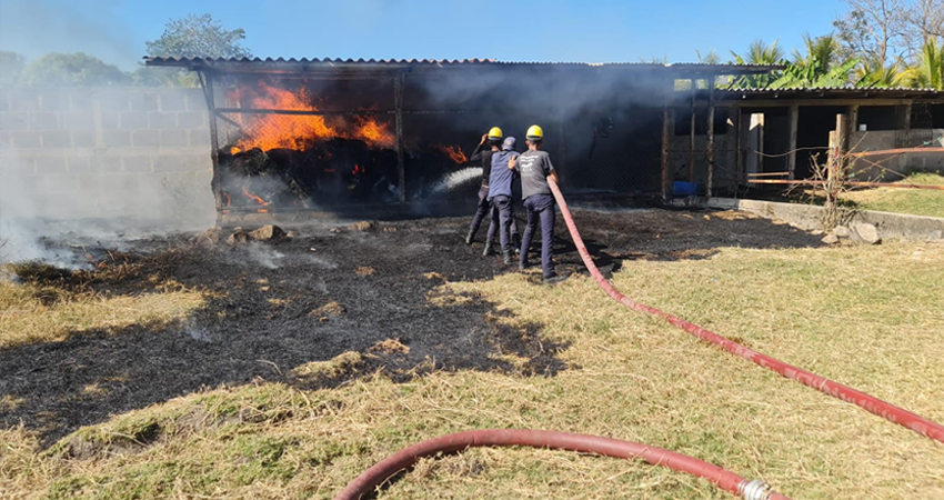 Unas 250 pacas de pasto fueron consumidas por el fuego en una finca ubicada al norte de la ciudad de Estelí, el incendio inicialmente puso en riesgo, además, la vida de dos caballos.