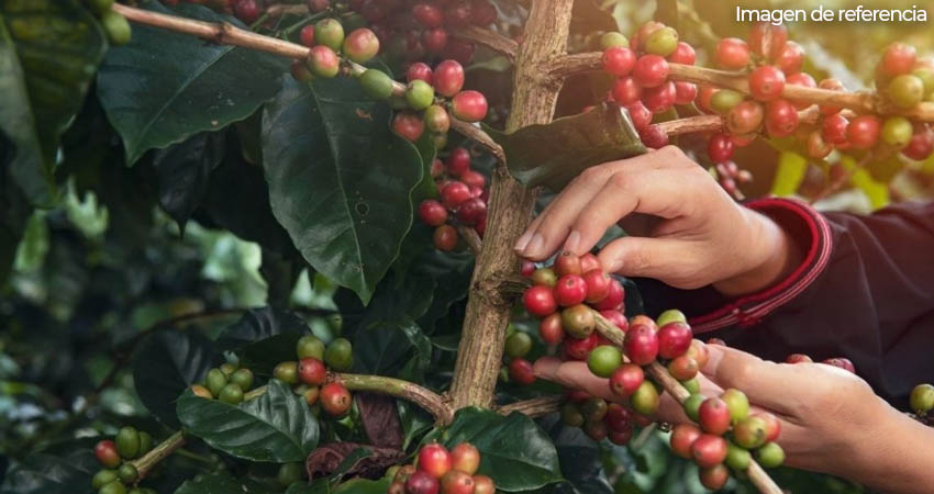 Productores de café enfrentan la falta de cosechadores. Foto: Imagen de referencia
