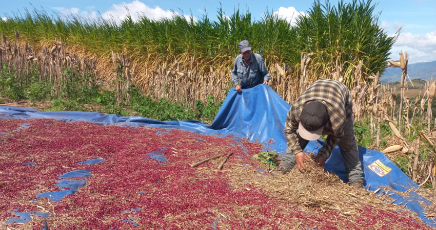 El Banco de Semillas “La Bendición” ha permitido que más de 20 agricultores sus semillas durante los últimos 10 años. Foto: Cortesía/Radio ABC Stereo