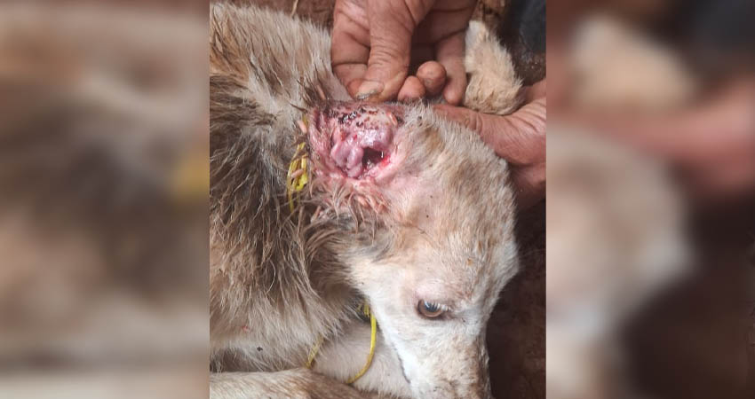 Gallinas, cerdos, perros y ganado se está viendo afectado por esta plaga. Foto: Cortesía/Radio ABC Stereo