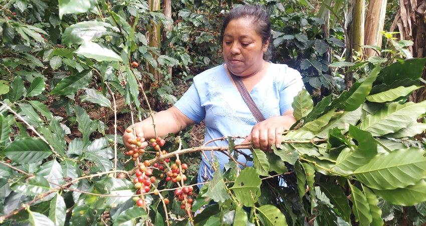 Familias cafetaleras de Las Sabanas. Foto: Denis García/Radio ABC Stereo