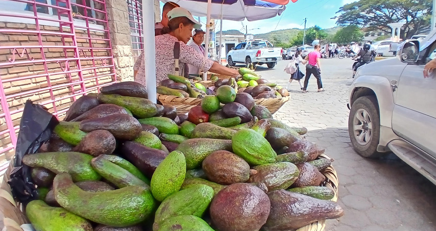 La poca disponibilidad hace que el aguacate se venda más caro en Estelí. Además, en Ocotal, se reporta incremento de precio en frutas como el banano y la naranja.