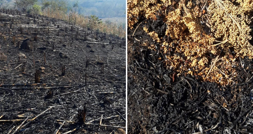 Las manzanas de pasto y millón quedaron en cenizas. Foto: Cortesía/Radio ABC Stereo