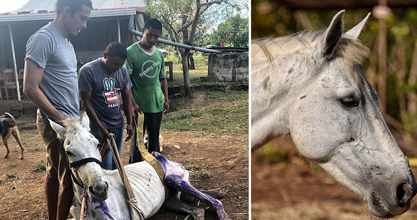 Una esperanza para los equinos maltratados. Foto: Cortesía/Radio ABC Stereo