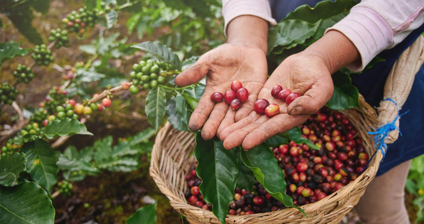 En Madriz, al igual que en Murra, Nueva Segovia, el quintal de café pergamino se está pagando más barato, en comparación al año pasado, lo que disminuye las ganancias de los productores.