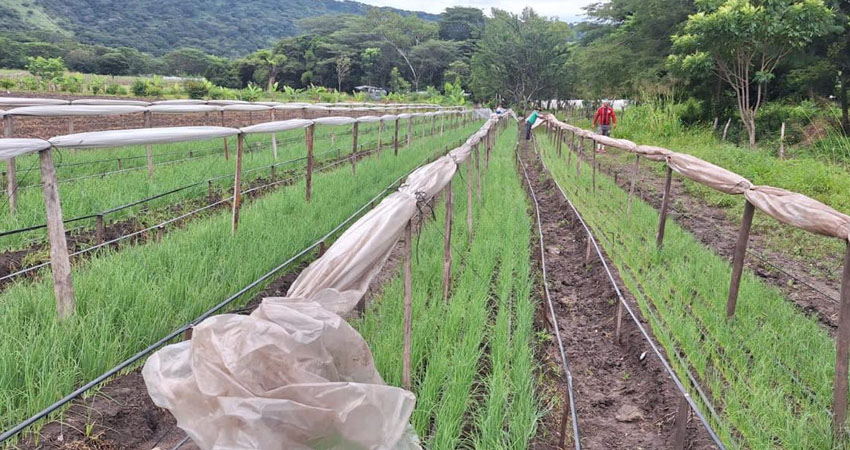 Para sembrar dos manzanas y media de cebolla, se invierte aproximadamente medio millón de córdobas. Foto: Cortesía/Radio ABC Stereo