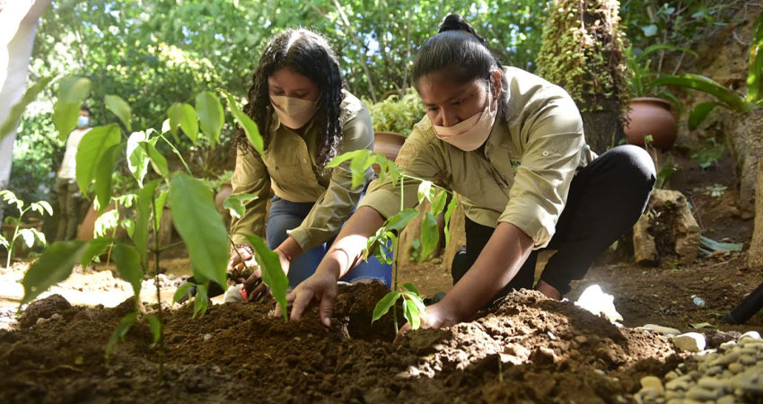 Durante el 2021 el proyecto alcanzó la siembra de 100 mil árboles en el país. Foto: Nestlé/Radio ABC Stereo