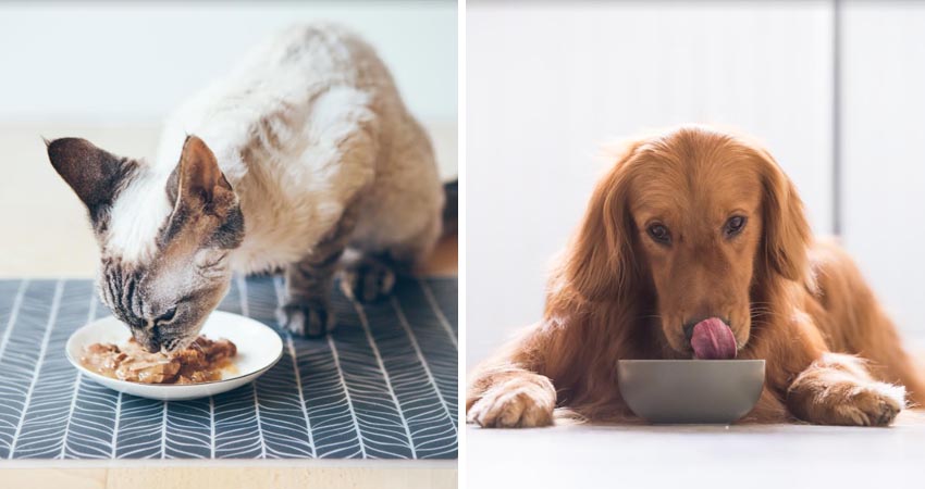 La alimentación de las mascotas es crucial, especialmente en temporada de calor.