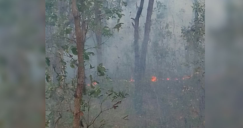 Aparentemente, el siniestro se produjo tras una quema de maleza. Según una pobladora, llamaron a los bomberos pero no hubo respuesta, tampoco estaban activadas las brigadas contraincendios.