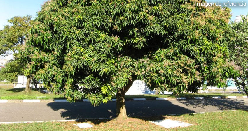 Niño muere al caer de árbol de mango. Foto: Imagen de referencia