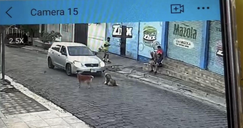El conductor atropelló a la mascota y se fue del lugar. Foto: Captura de pantalla/Radio ABC Stereo