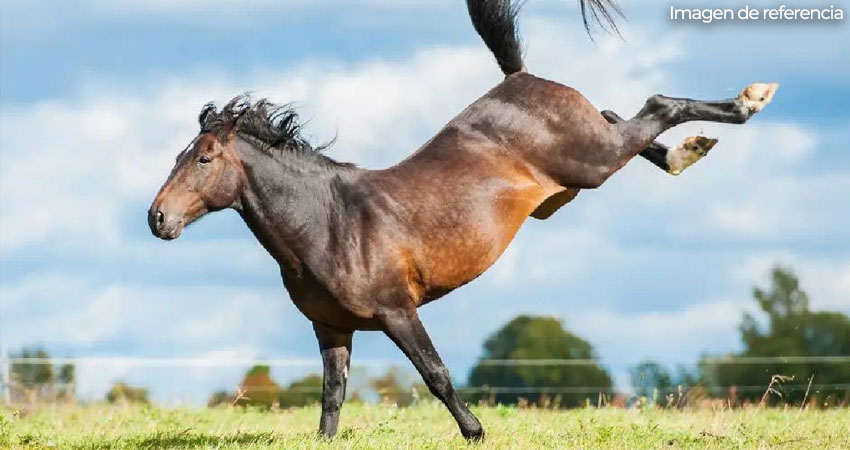La niña presuntamente jugaba cerca del animal, recibiendo una patada que afectó su pecho y abdomen.