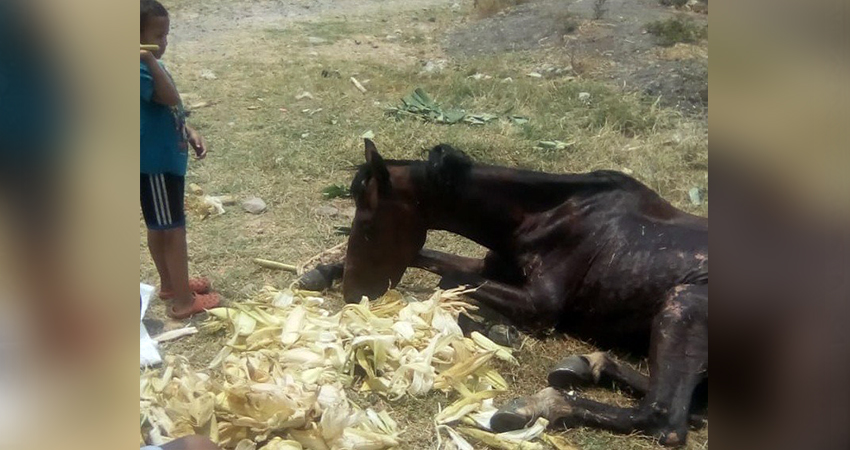 El dueño del animal nunca apareció. Foto: Cortesía