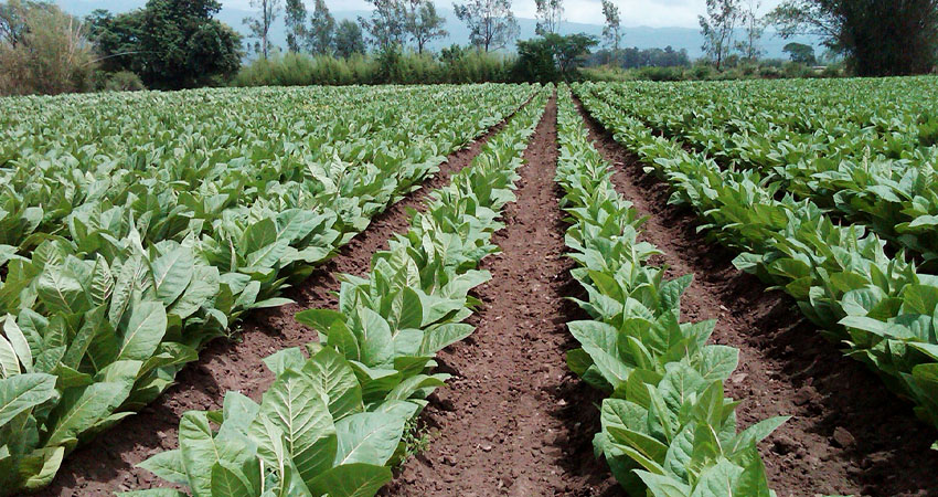 Los afectados trabajan en una finca de tabaco. Foto de referencia.