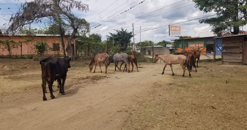 Los animales deben permanecer en los potreros o corrales para evitar afectaciones a la ciudadanía y a los mismos semovientes. Foto: Cortesía / Alcaldía de Jalapa