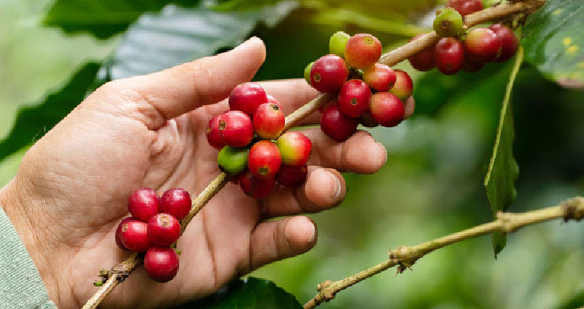 Temen efectos negativos del calor en plantaciones de café. Foto: Imagen de referencia