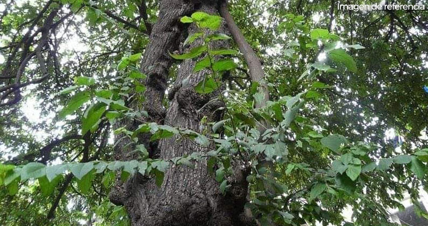 Hombre muere cuando podaba árbol de guácimo. Foto: Imagen de referencia