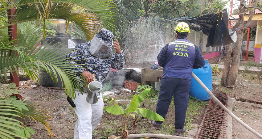 Los bomberos atendieron emergencias por abejas en el barrio José Benito Escobar y Miguel Alonso de Estelí.