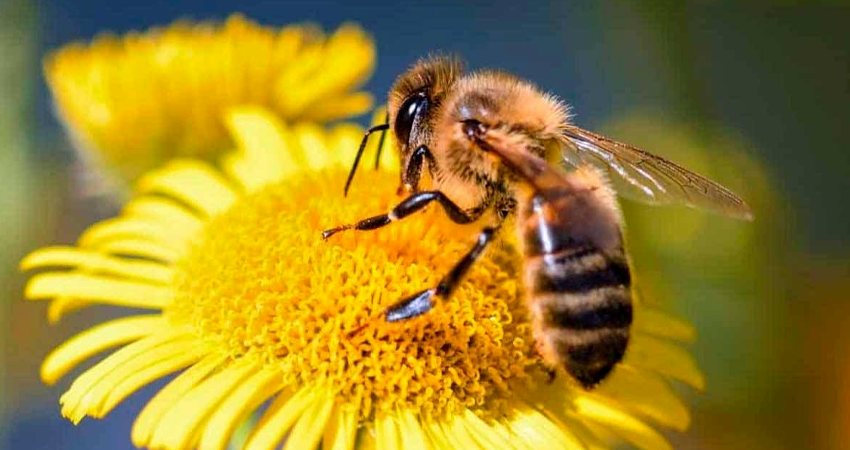 Las abejas son fundamentales para la producción de alimentos. Foto: Imagen de referencia