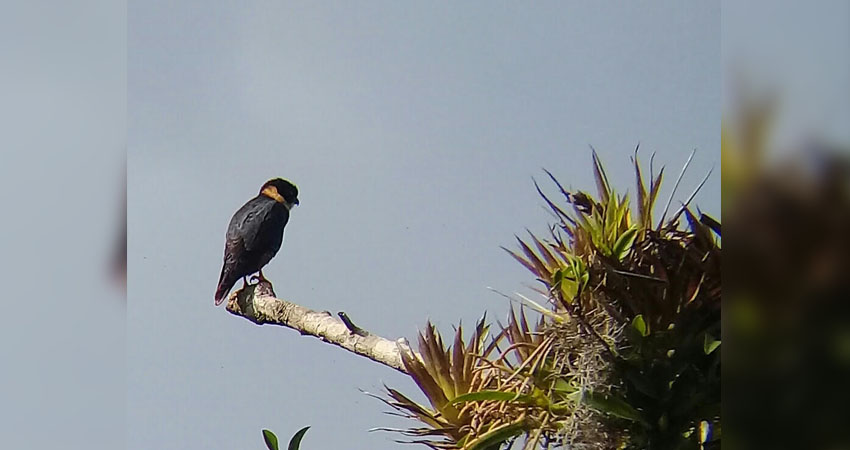 La contaminación lumínica afecta el recorrido de las aves. Foto: Cortesía/Radio ABC Stereo