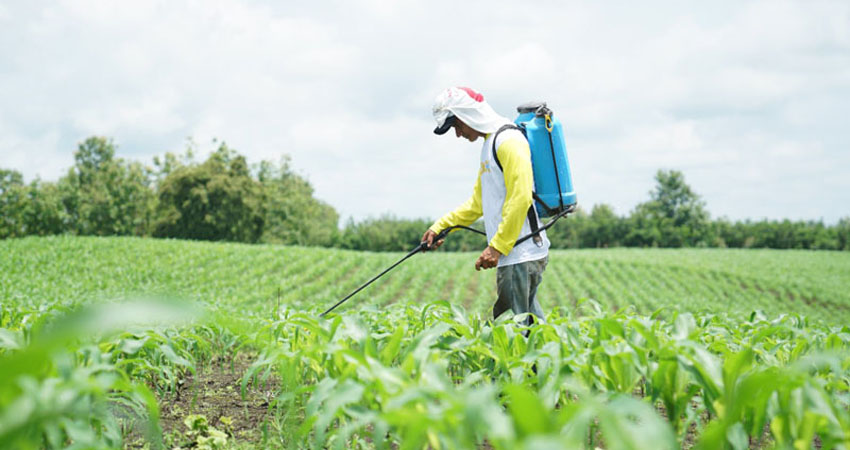 Los agricultores esperan recibir apoyo ante esta problemática. Imagen de referencia