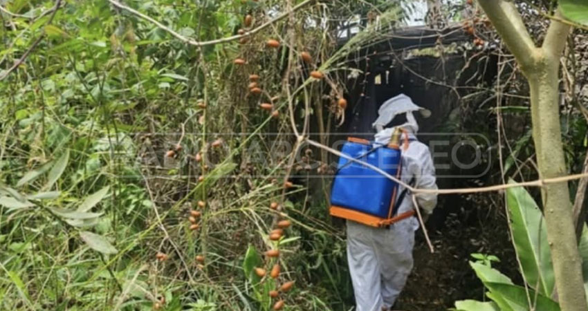 Hombre sufrió picaduras de abejas. Foto: Cortesía/Radio ABC Stereo