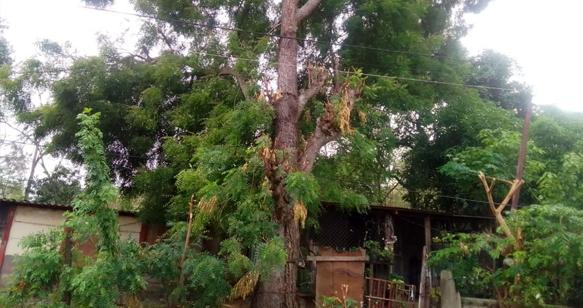 Árbol de níspero es un riesgo para dos viviendas en Condega. Foto: Cortesía/Radio ABC Stereo