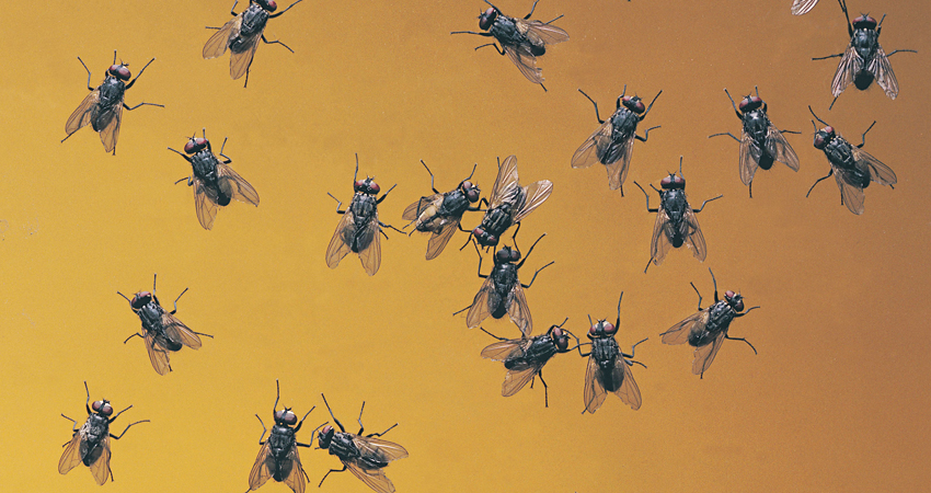 Nubes de moscas y zancudos. Mantener limpio es indispensable para evitar enfermedades diarreicas y el dengue.