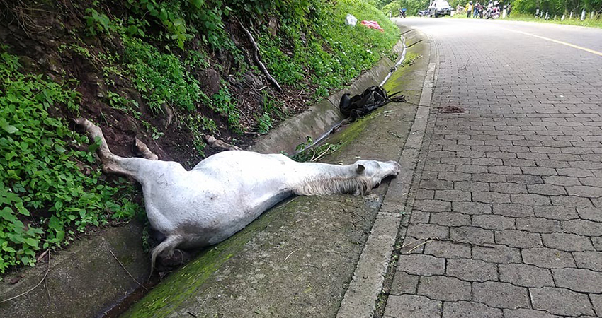 El caballo estaba amarrado cuando fue alcanzado por las abejas. Foto: Juan Fco. Dávila/Radio ABC Stereo