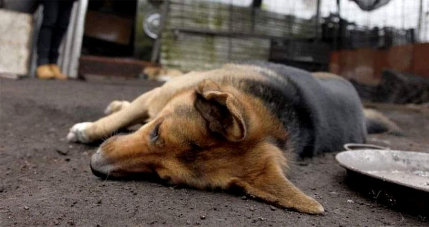 Las mascotas fueron envenenadas dentro de la vivienda. Foto de referencia.