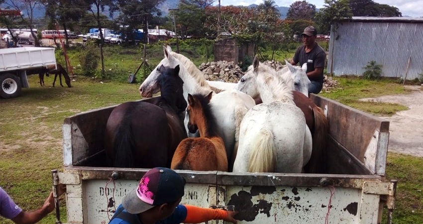 Algunos de los animales que ya fueron recogidos por la alcaldía. Foto: Cortesía/Radio ABC Stereo