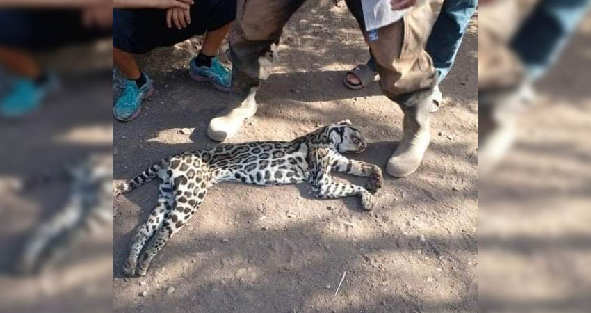 Las malas acciones humanas han afectado los hábitats naturales. Foto: Cortesía