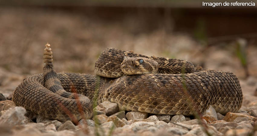 Obrero sobrevive a mordedura de serpiente venenosa. Foto: Imagen de referencia