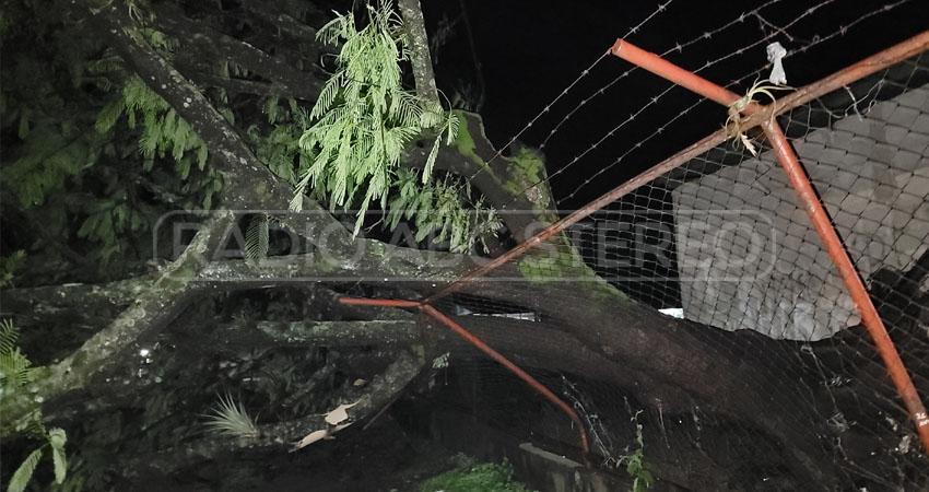 Árbol cae sobre muro perimetral de una escuela. Foto: Jordan Colindres/Radio ABC Stereo