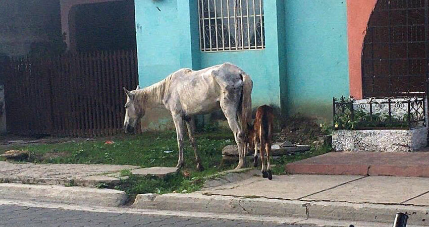 Hace unas semanas reportaron esta pareja de caballos deambulando por la rampa del Barrio El Rosario, Estelí. Foto: Cortesía
