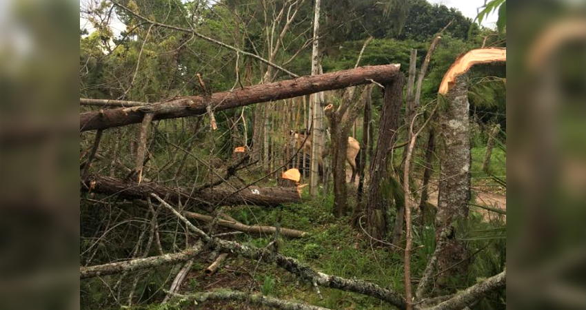 "Es un ataque al medio ambiente, supuestamente vivimos en una zona protegida y ellos dañaron", cuestionó el dueño de la propiedad afectada. Foto: Cortesía