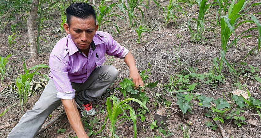 Marcial Aguilar Gómez aprovecha su parcela para cultivo familiar. Foto: Famnuel Úbeda/Radio ABC Stereo