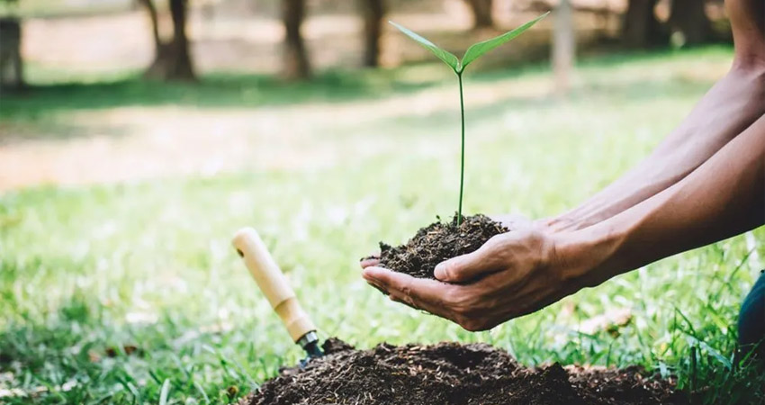 Tigo junto con sus voluntarios Acción Tigo realizan jornada de reforestación. Imagen de referencia