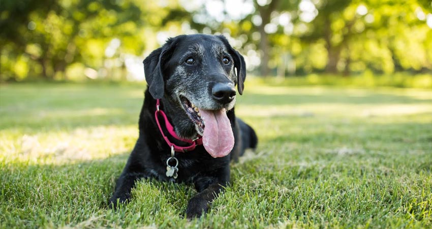 Los alimentos húmedos son una excelente opción para mascotas de edad avanzada, adaptándose a su estado de salud y mejorando su calidad de vida. Foto: Cortesía/Nestlé Nicaragua