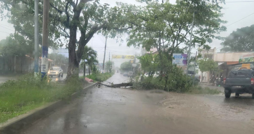 Rama de árbol sobre boulevard Pancasán. Foto: Cortesía/Radio ABC Stereo
