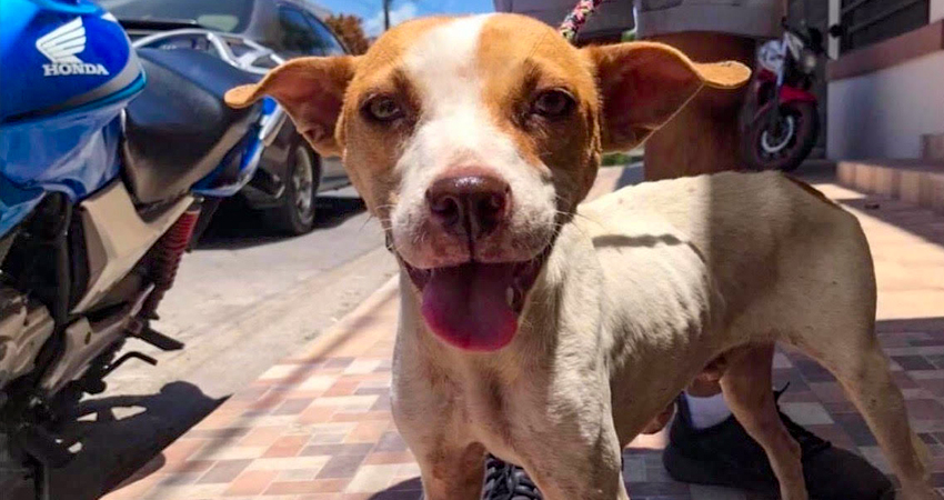 La información sobre los perritos rescatados se encuentra en la página de Facebook de Lucky’s Foundation. Foto: Cortesía