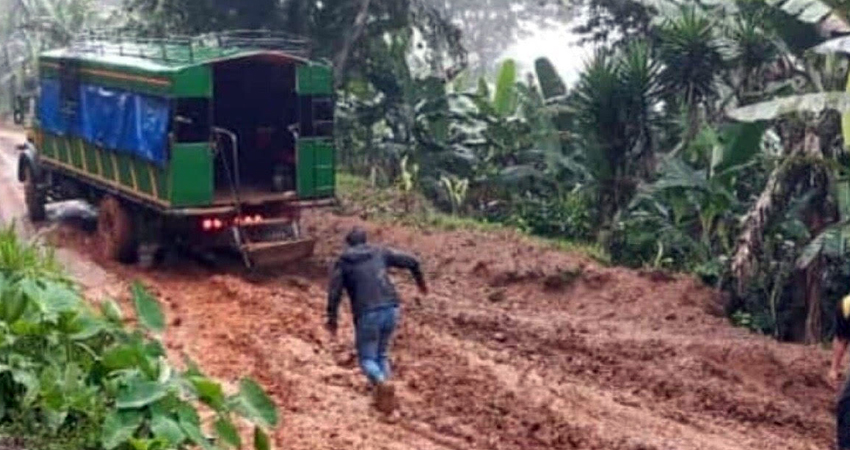 Productores esperan que el camino sea mejorado antes de sacar la cosecha. Foto: Cortesía