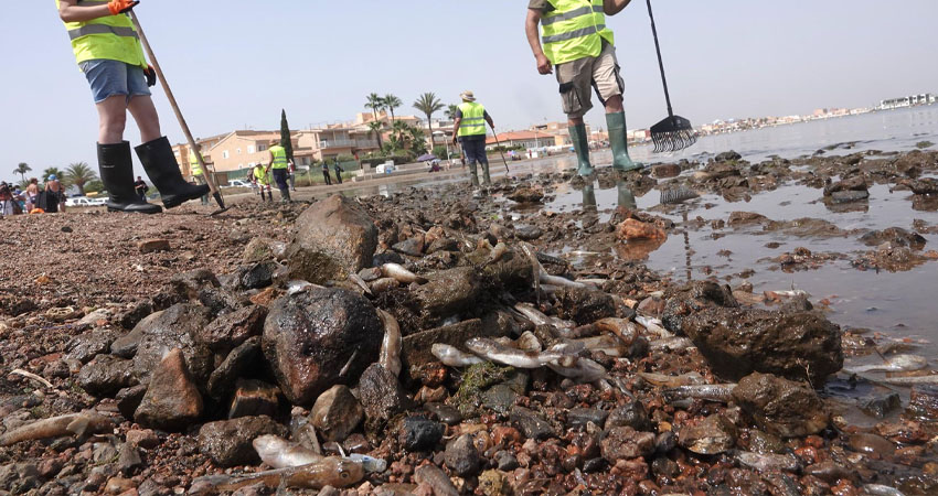 Peces muertos en el Mar Menor. Foto: Cortesía