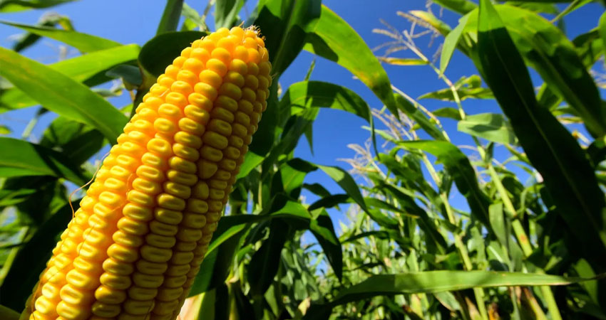 El precio del maíz comenzó a bajar esta semana. Imagen de referencia