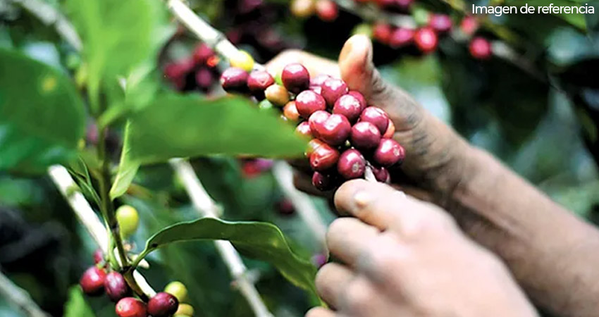 Al empezar a madurar el café, los productores deben irse preparando para la fase de recolección. Imagen de referencia